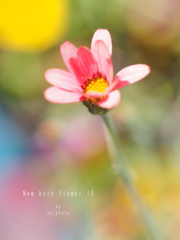 New born flower 10