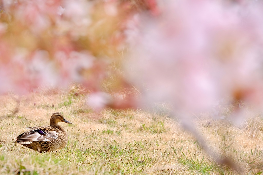 春暖に憩う