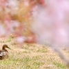 春暖に憩う