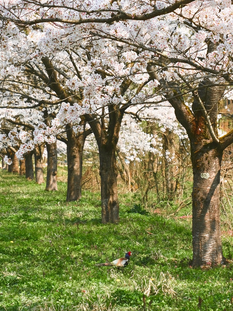 The Japanese Spring Time