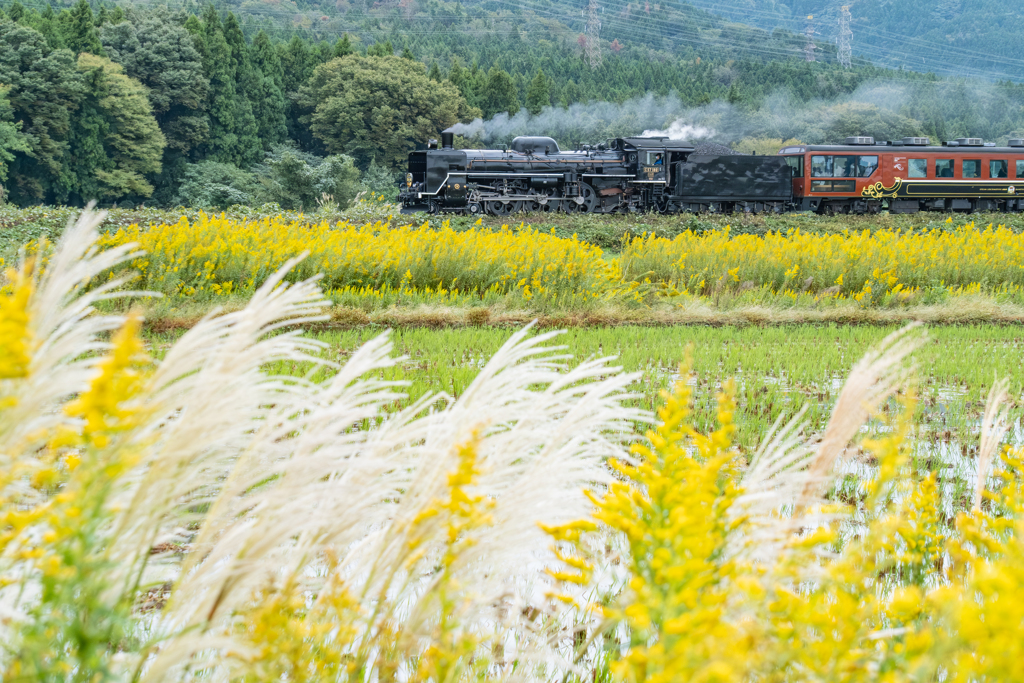 秋のイエローカーペット