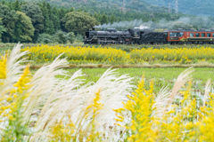 秋のイエローカーペット