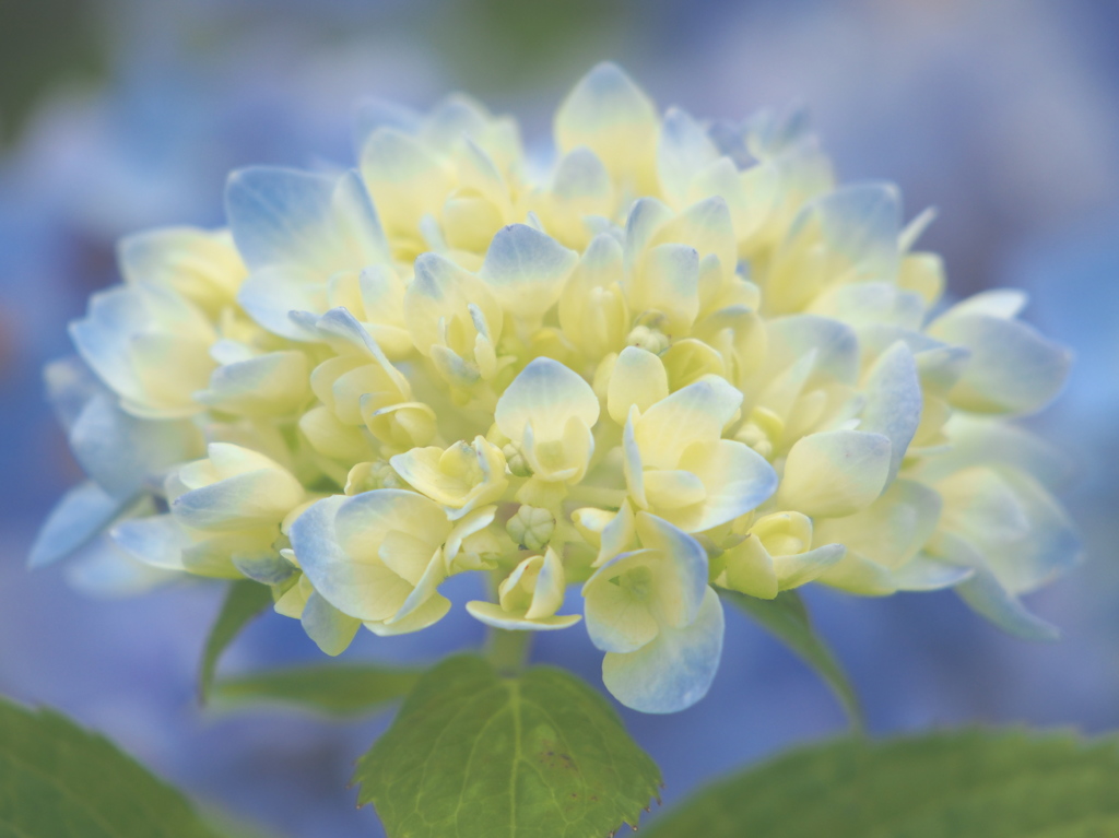 New born flower 3