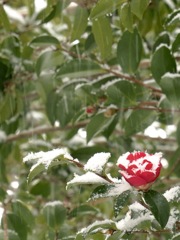 In the snow shower