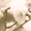 Softly