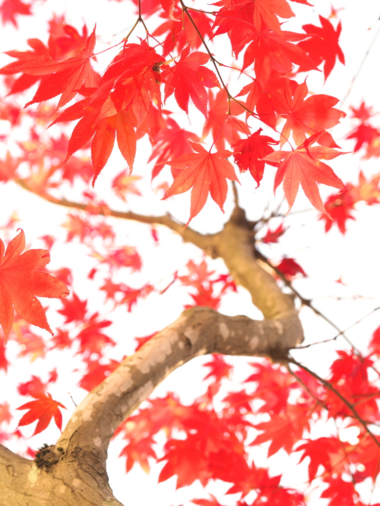 紅い葉、咲いた。