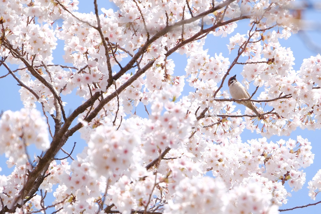 花を愛でる