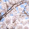 花を愛でる
