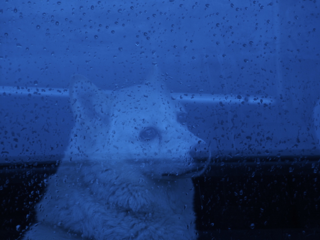 ただ、雨を恨む