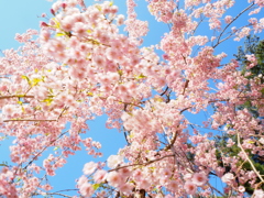春の風