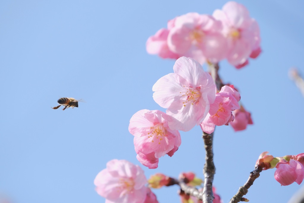 春のHANA-BEE
