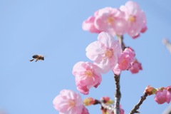 春のHANA-BEE
