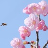 春のHANA-BEE