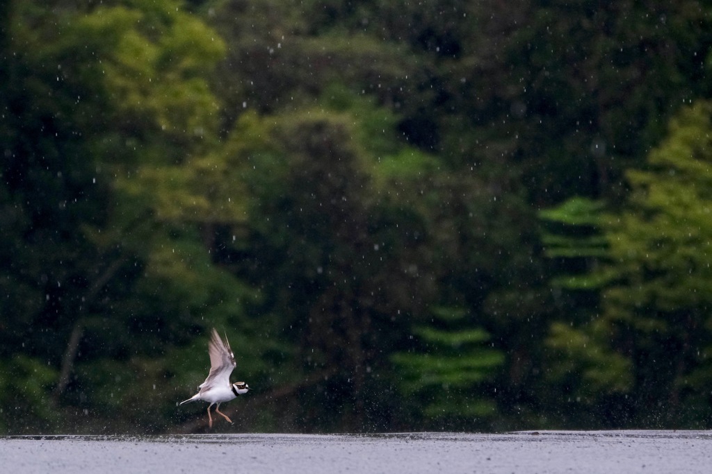 Rain Dance