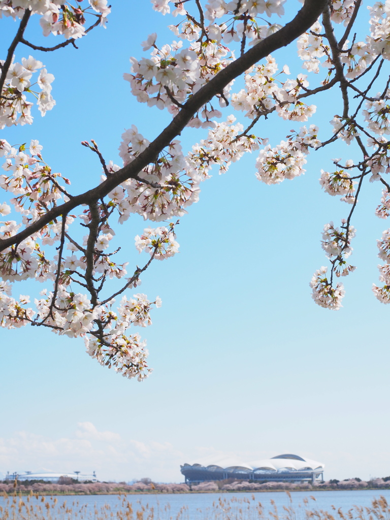 春花蹴都