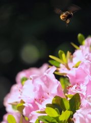 Bye-Bee