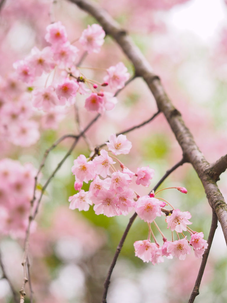 はるゆめ桜