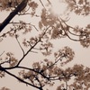 sepia blossom