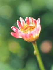 New born flower 2