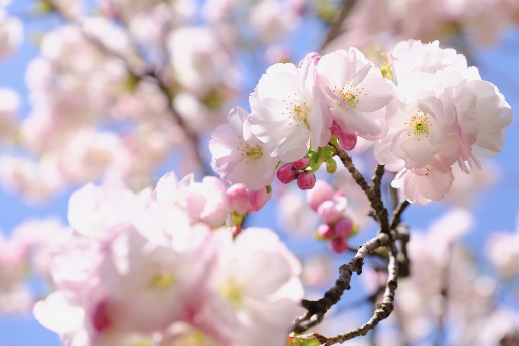 花春日和