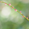 花道を行く