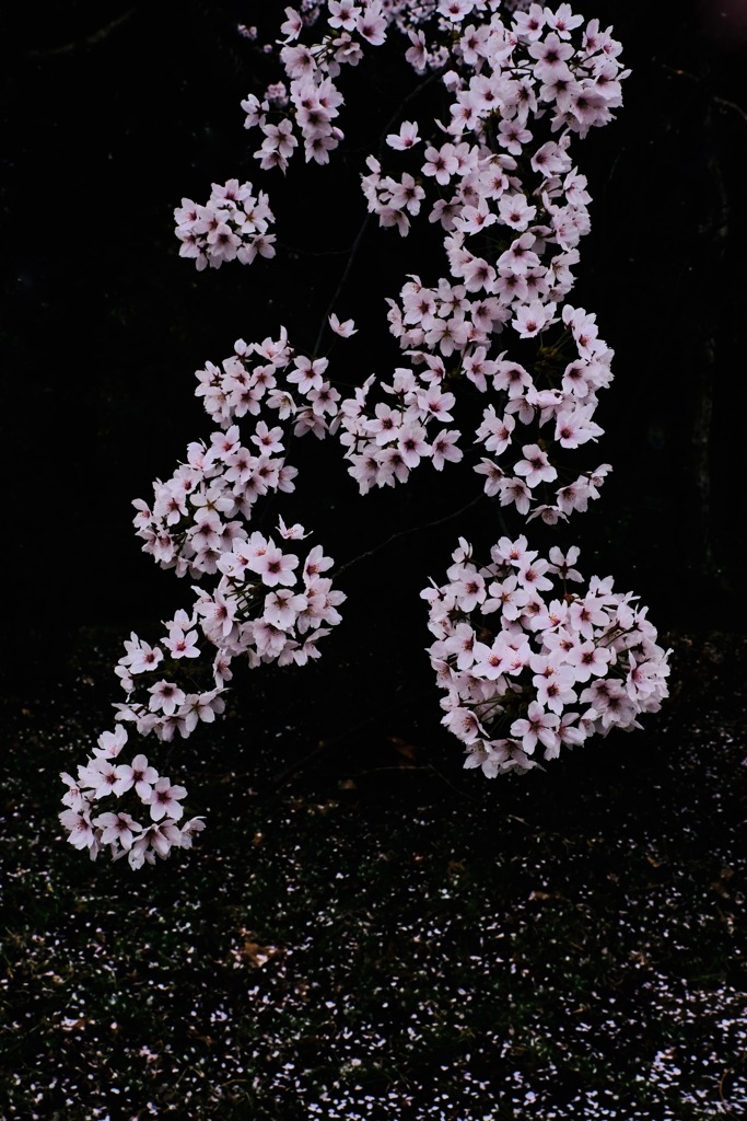 花降る夜に