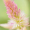 New born flower 5