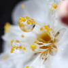 梅、のち雨。