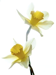 Sweet scent 〜甘い香り〜