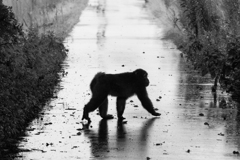 雨、ときどき猿