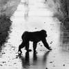 雨、ときどき猿