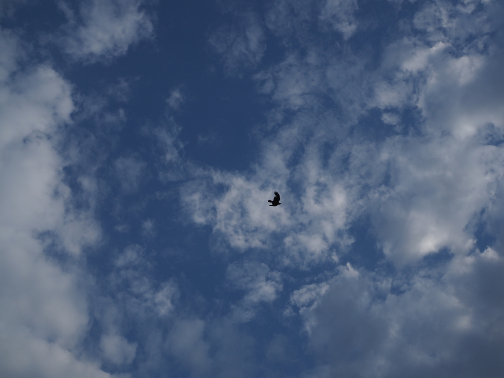 FLY