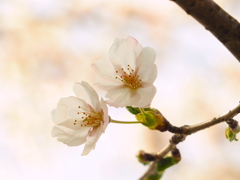 ほんのり