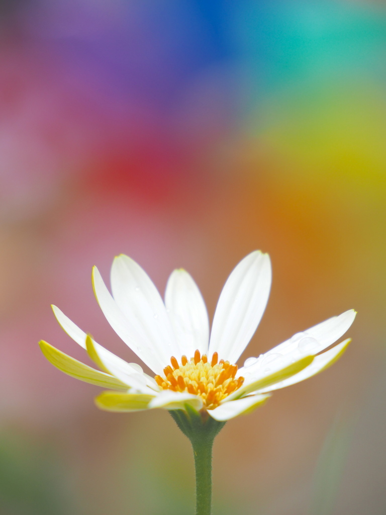 パレットに咲く花