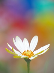 パレットに咲く花