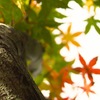 紅葉へのシグナル