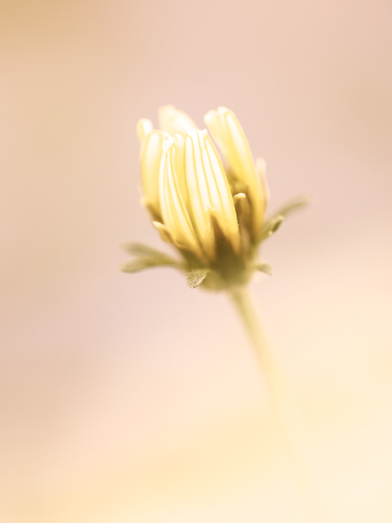 New born flower 6