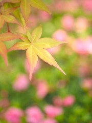 Lime & Pink