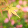 Lime & Pink