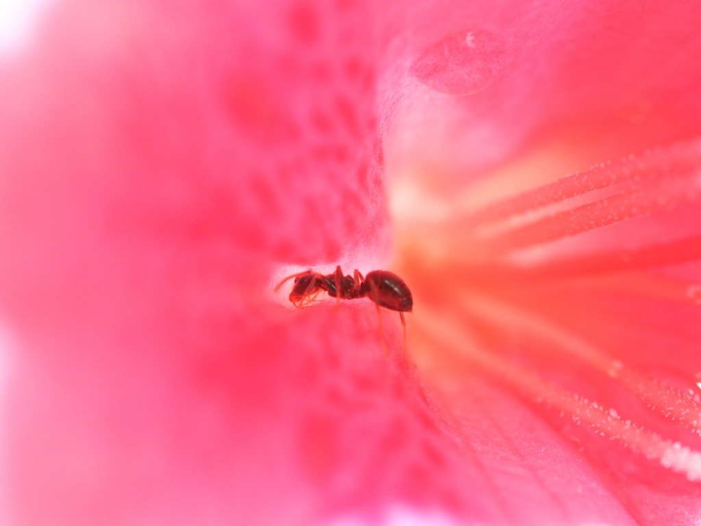 花を掘る