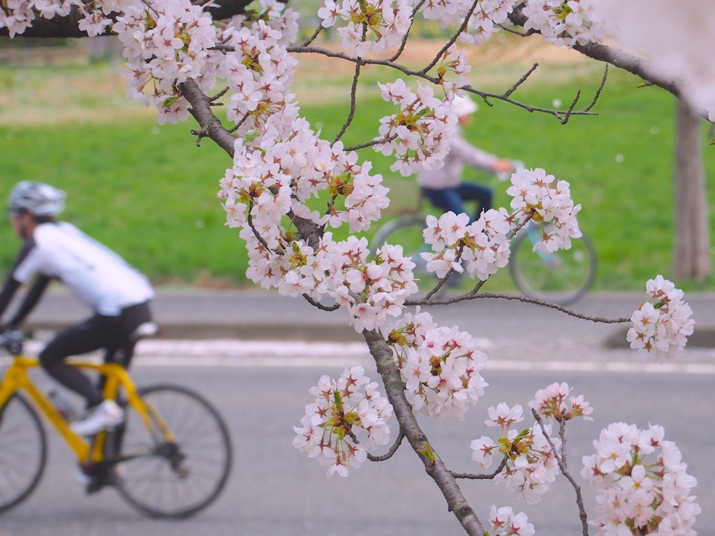 桜日和はサイクル日和