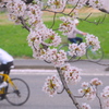 桜日和はサイクル日和