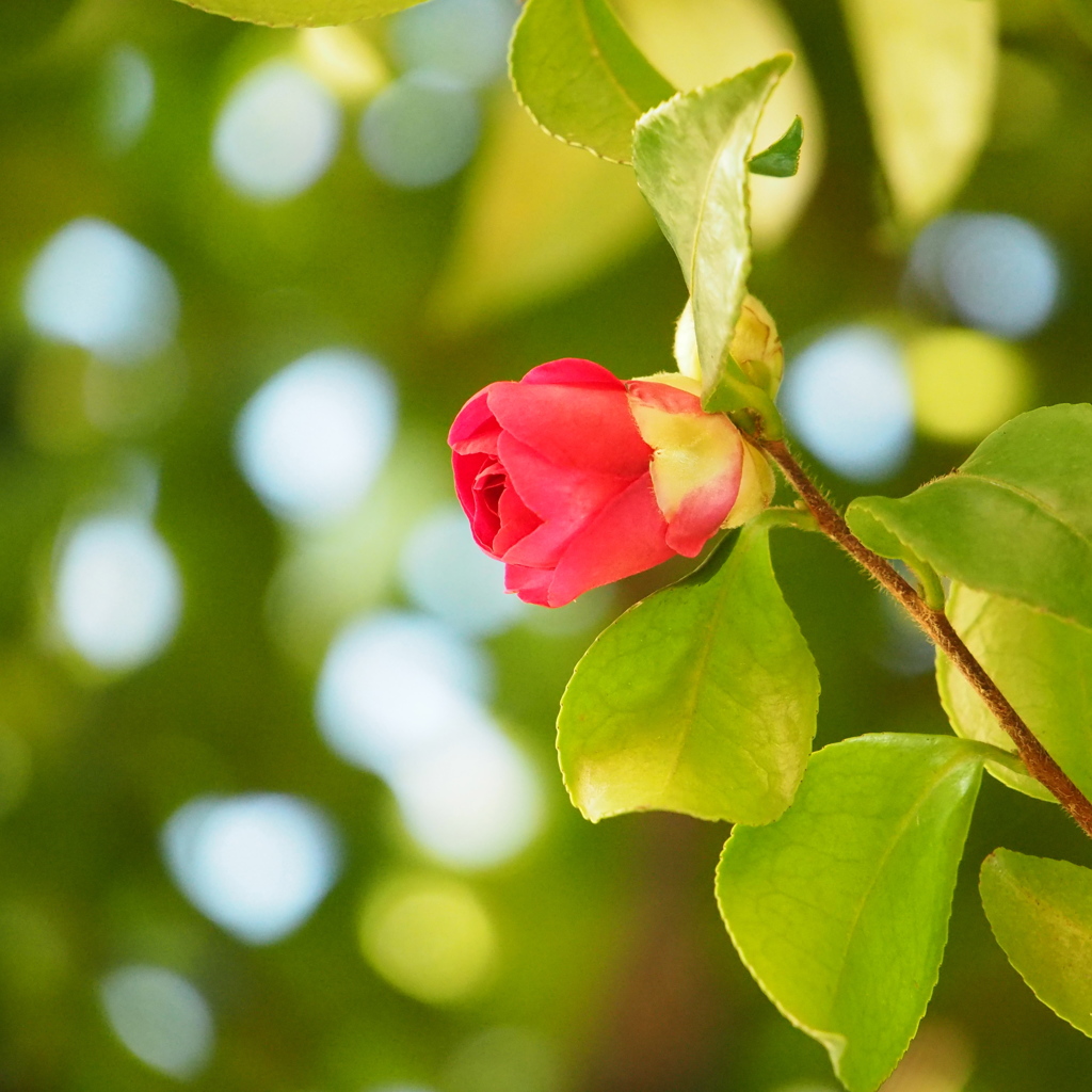 Like a rose
