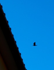 Black Bird in Blue