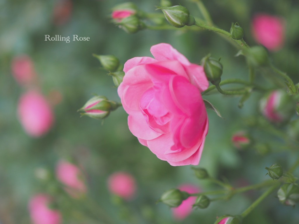 Rolling Rose