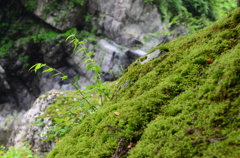 谷に生える