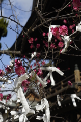 御厨神社の梅