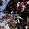 御厨神社の梅
