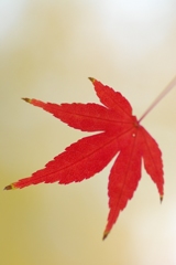 一葉