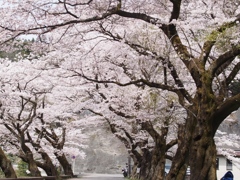 桜のトンネル